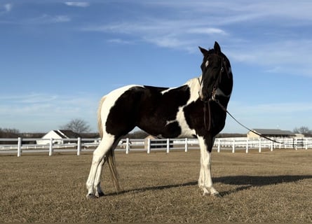 American Paint Horse, Jument, 7 Ans, 152 cm, Tobiano-toutes couleurs