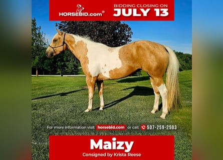 American Paint Horse, Jument, 7 Ans, Pinto