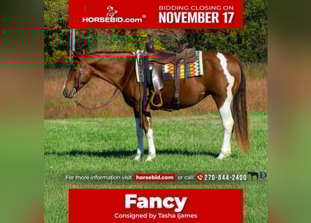 American Paint Horse, Jument, 8 Ans, 150 cm, Pinto