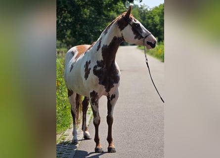 American Paint Horse, Jument, 8 Ans, 155 cm, Overo-toutes couleurs