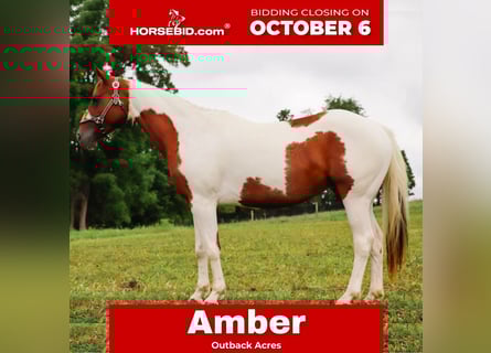 American Paint Horse, Jument, 8 Ans, Pinto