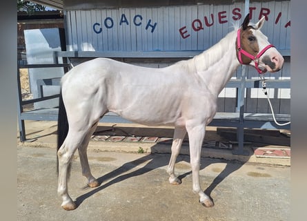 American Paint Horse Croisé, Jument, 9 Ans, 145 cm, Tobiano-toutes couleurs