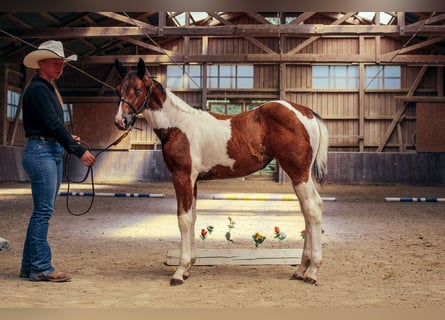 American Paint Horse, Jument, Poulain (05/2026), 148 cm, Tobiano-toutes couleurs
