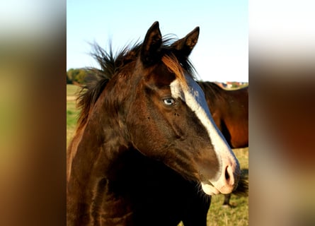 American Paint Horse, Jument, Poulain (03/2026), 150 cm, Overo-toutes couleurs