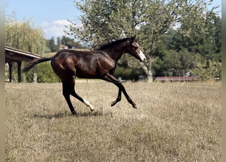 American Paint Horse, Jument, Poulain (04/2026), 155 cm, Bai brun