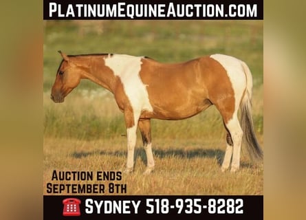 American Paint Horse, Klacz, 11 lat, 152 cm, Bułana