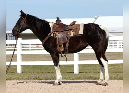 American Paint Horse, Klacz, 12 lat, 152 cm, Tobiano wszelkich maści