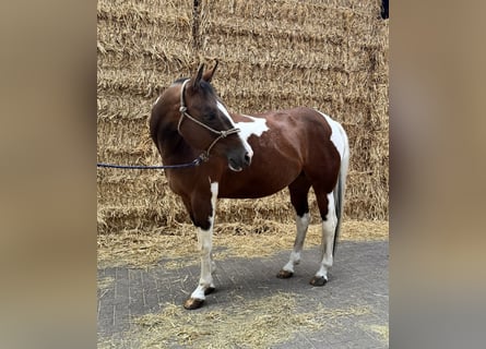 American Paint Horse, Klacz, 15 lat, 153 cm, Tobiano wszelkich maści