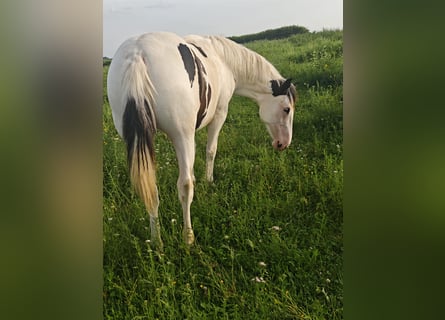 American Paint Horse Mix, Klacz, 1 Rok, 148 cm, Srokata