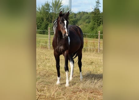American Paint Horse, Klacz, 1 Rok, 150 cm, Tobiano wszelkich maści