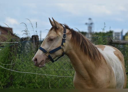 American Paint Horse, Klacz, 1 Rok, 160 cm, Szampańska