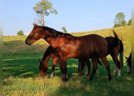 American Paint Horse, Klacz, 2 lat, 150 cm, Gniada