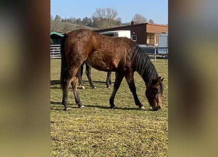 American Paint Horse, Klacz, 2 lat, 150 cm, Gniada