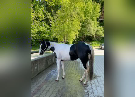 American Paint Horse, Klacz, 2 lat, 154 cm, Tobiano wszelkich maści