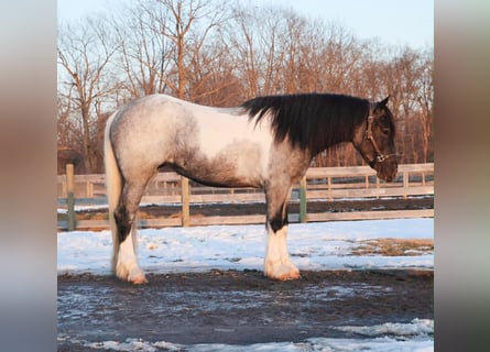 American Paint Horse, Klacz, 3 lat, 142 cm, Karodereszowata