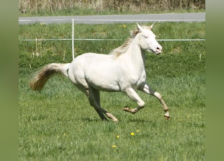 American Paint Horse, Klacz, 3 lat, 150 cm, Perlino