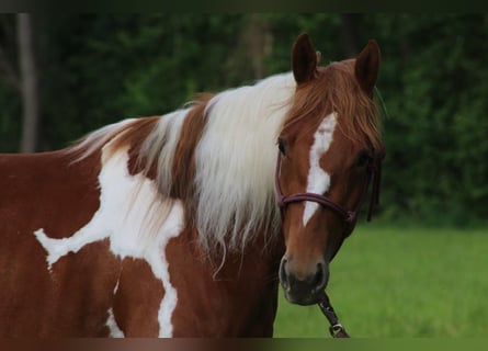 American Paint Horse, Klacz, 3 lat, 150 cm