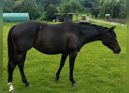 American Paint Horse, Klacz, 3 lat, 153 cm, Ciemnogniada