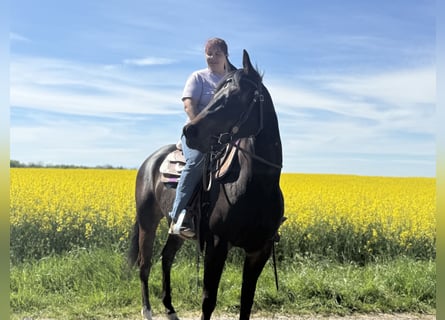 American Paint Horse, Klacz, 3 lat, 153 cm, Skarogniada