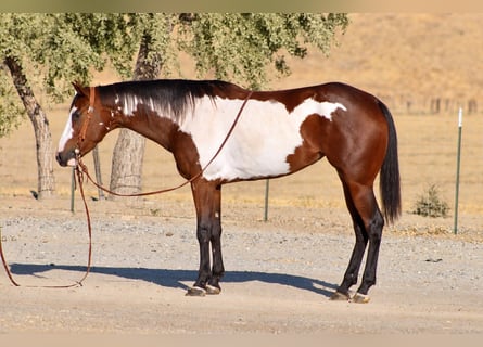 American Paint Horse, Klacz, 4 lat, Overo wszelkich maści