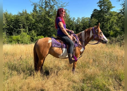 American Paint Horse, Klacz, 6 lat, 146 cm, Srokata
