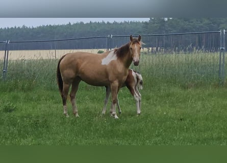 American Paint Horse, Klacz, 6 lat, 150 cm, Szampańska