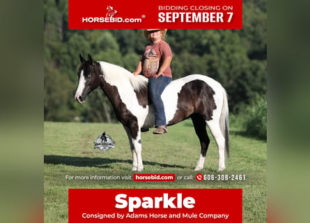 American Paint Horse, Klacz, 6 lat, Srokata
