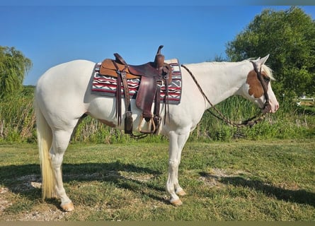 American Paint Horse, Klacz, 6 lat, Tovero wszelkich maści