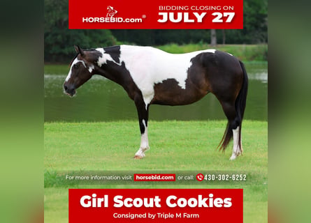 American Paint Horse, Klacz, 8 lat, 142 cm, Srokata