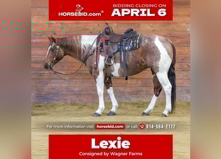 American Paint Horse, Klacz, 8 lat, 150 cm, Srokata