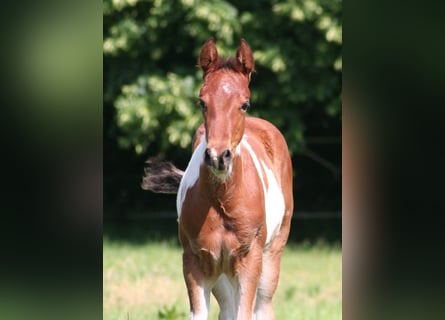 American Paint Horse, Klacz, Źrebak (04/2026), 154 cm, Srokata