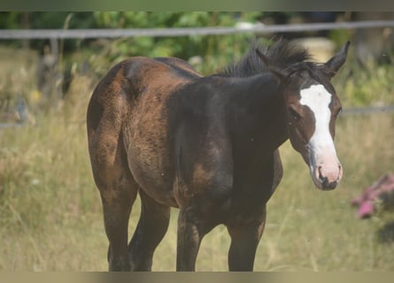 American Paint Horse, Klacz, Źrebak (04/2026), 155 cm, Ciemnogniada