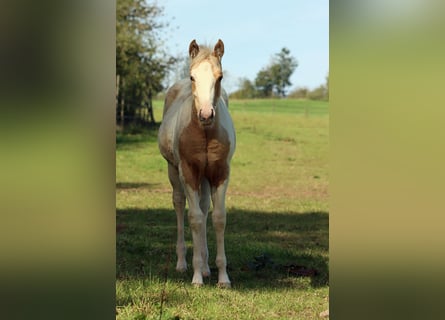 American Paint Horse, Klacz, Źrebak (05/2025), 155 cm, Tobiano wszelkich maści