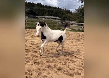 American Paint Horse, Klacz, Źrebak (03/2026)