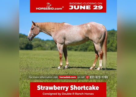 American Paint Horse, Mare, 10 years, 15 hh, Roan-Red