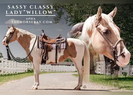 American Paint Horse, Mare, 10 years, Palomino