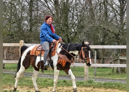 American Paint Horse Mix, Mare, 11 years, 14,3 hh, Pinto