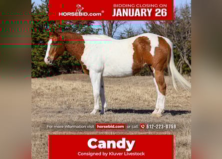 American Paint Horse, Mare, 12 years, 14.3 hh, Pinto