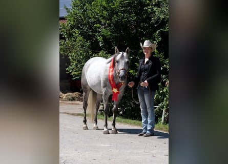 American Paint Horse, Mare, 13 years, 15 hh, Grey
