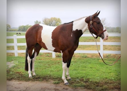 American Paint Horse, Mare, 13 years, Tobiano-all-colors