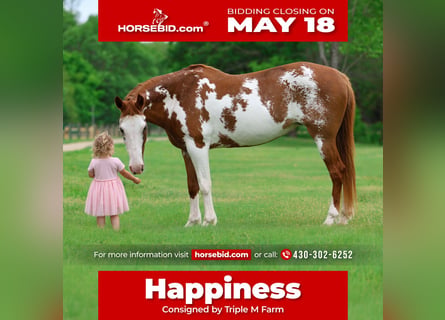 American Paint Horse, Mare, 14 years, 14 hh, Pinto