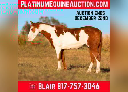 American Paint Horse, Mare, 14 years, 14,2 hh, Overo-all-colors