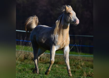 American Paint Horse, Mare, 1 year, 14,2 hh, Champagne