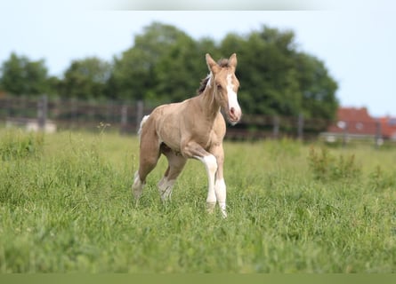 American Paint Horse, Mare, 1 year, 14,2 hh