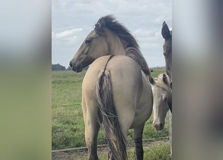 American Paint Horse Mix, Mare, 1 year, 15.2 hh, Dun