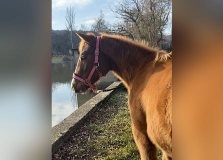 American Paint Horse, Mare, 1 year, Chestnut-Red