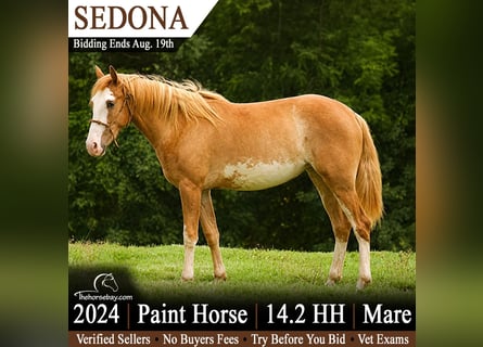 American Paint Horse, Mare, 2 years, 14.1 hh