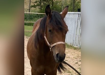 American Paint Horse, Mare, 2 years, 14.2 hh, Brown