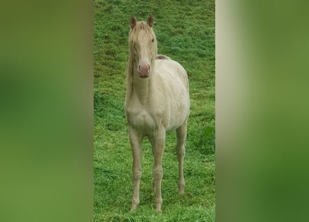 American Paint Horse, Mare, 2 years, 14.2 hh, Champagne