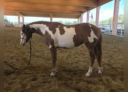 American Paint Horse, Mare, 2 years, Overo-all-colors